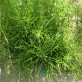 Getrockneter Horsetail